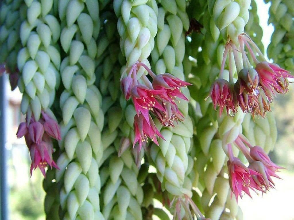 Конский хвост растение фото и описание