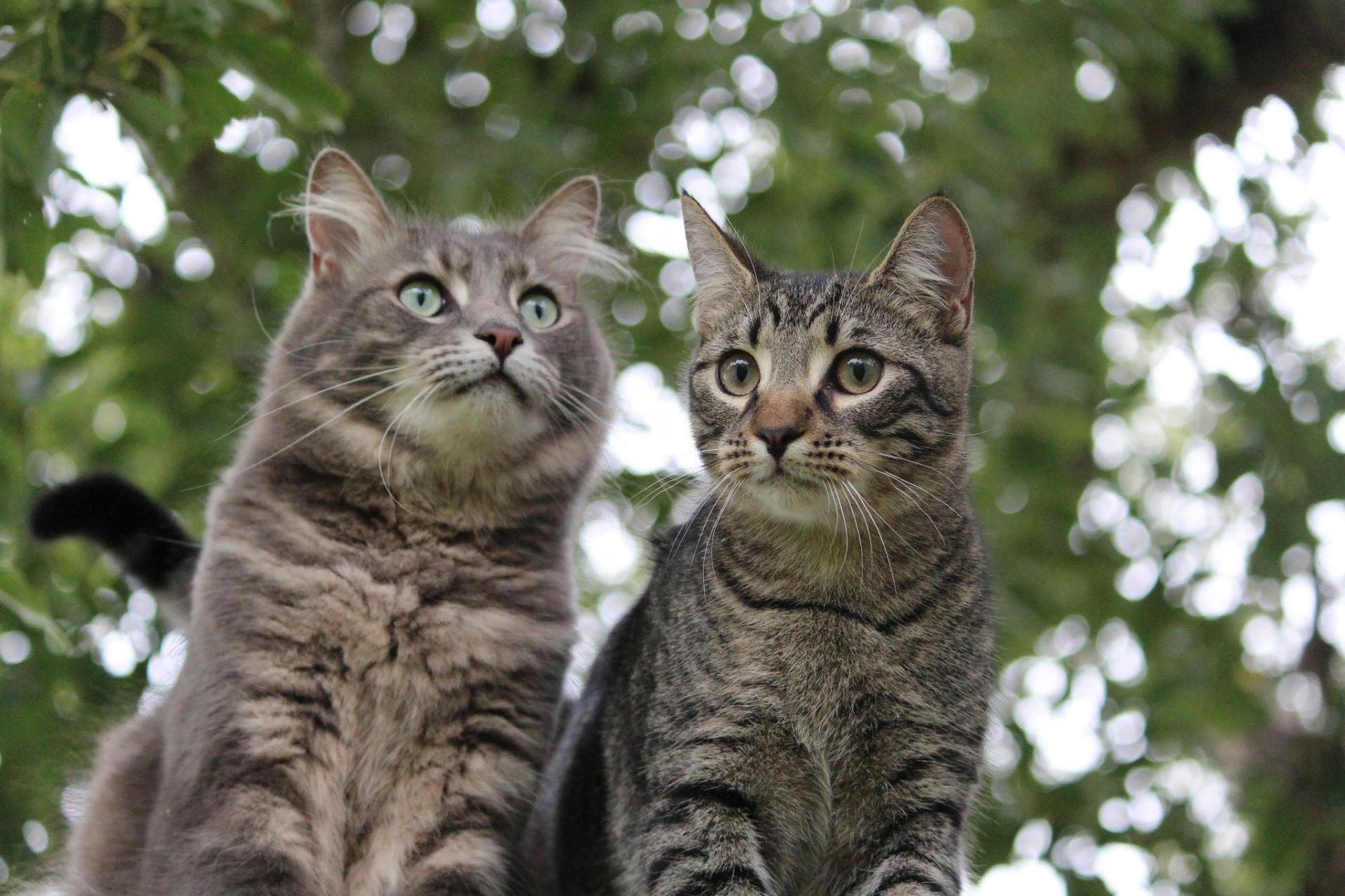 Кошки коты слушать. Несколько кошек. Обои с котиками. Два серых кота. Две серые кошки.