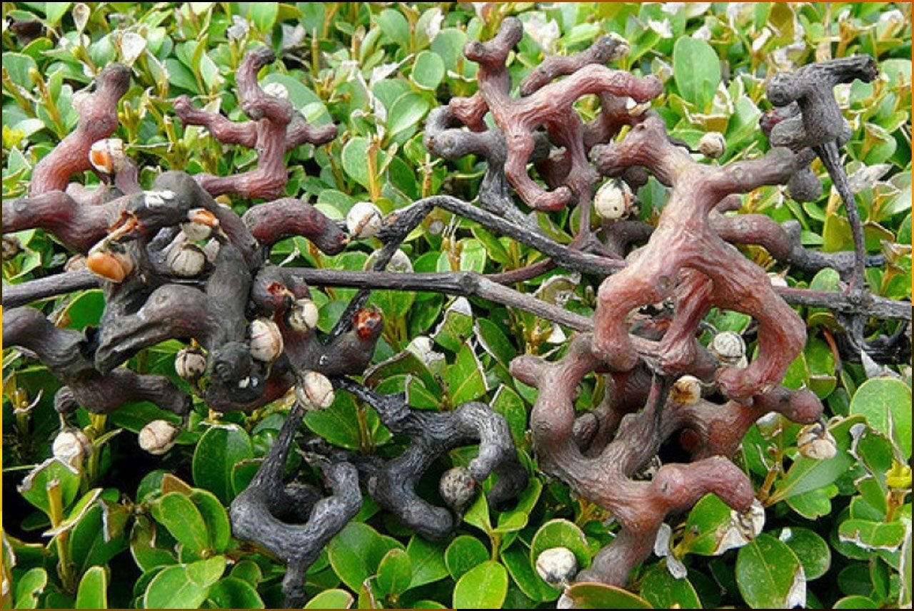 Конфетное дерево (Hovenia Dulcis или говения сладкая)