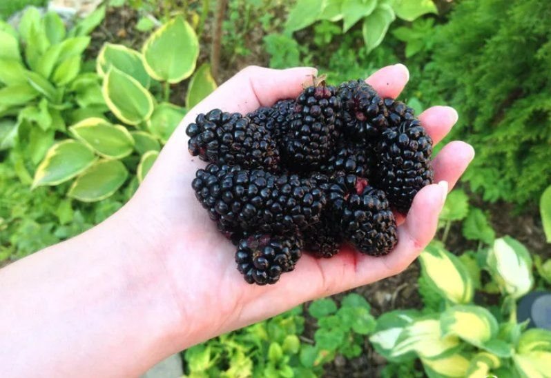 семечки ежевики. как вырастить ежевику из семян. ежевичные семена. росток малины семян. как вырастить ежевику из семян.