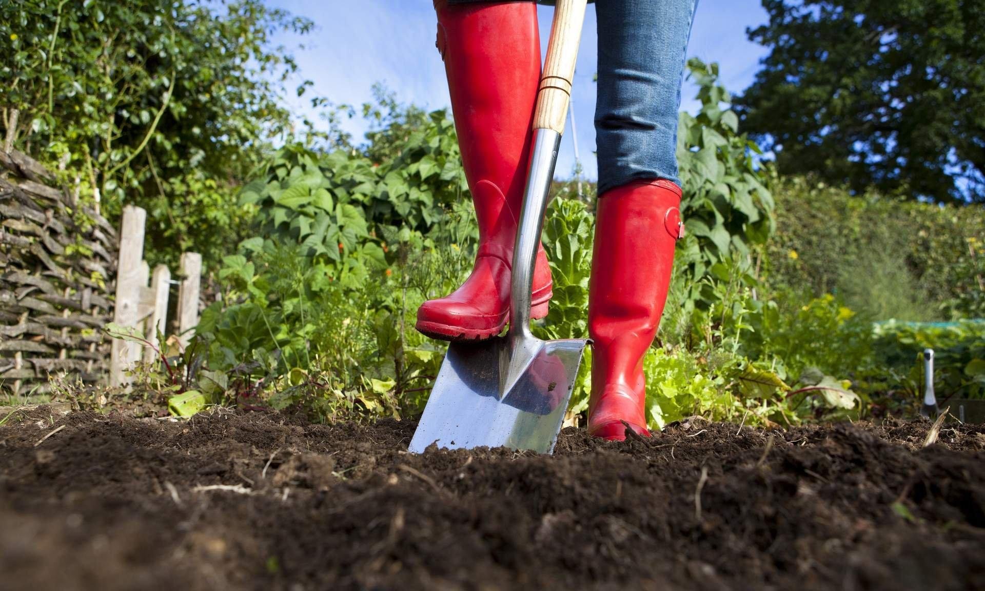 Можно ли копаться в земле. Лопата для огорода. Перекопка почвы. Копка огорода. Копать огород.