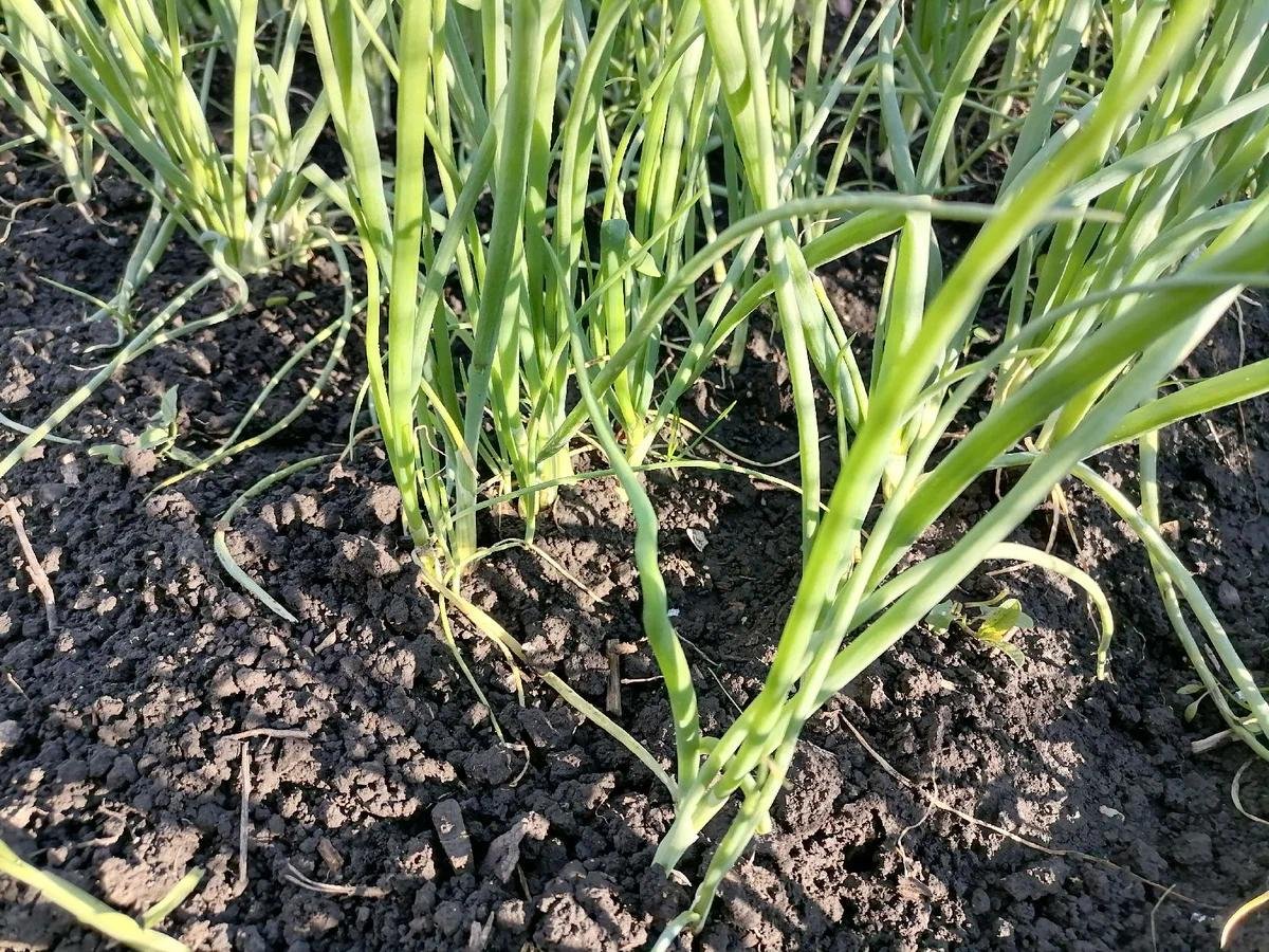 как сажать лук батун. лук батун зелень до поздней осени названия. лук-батун.