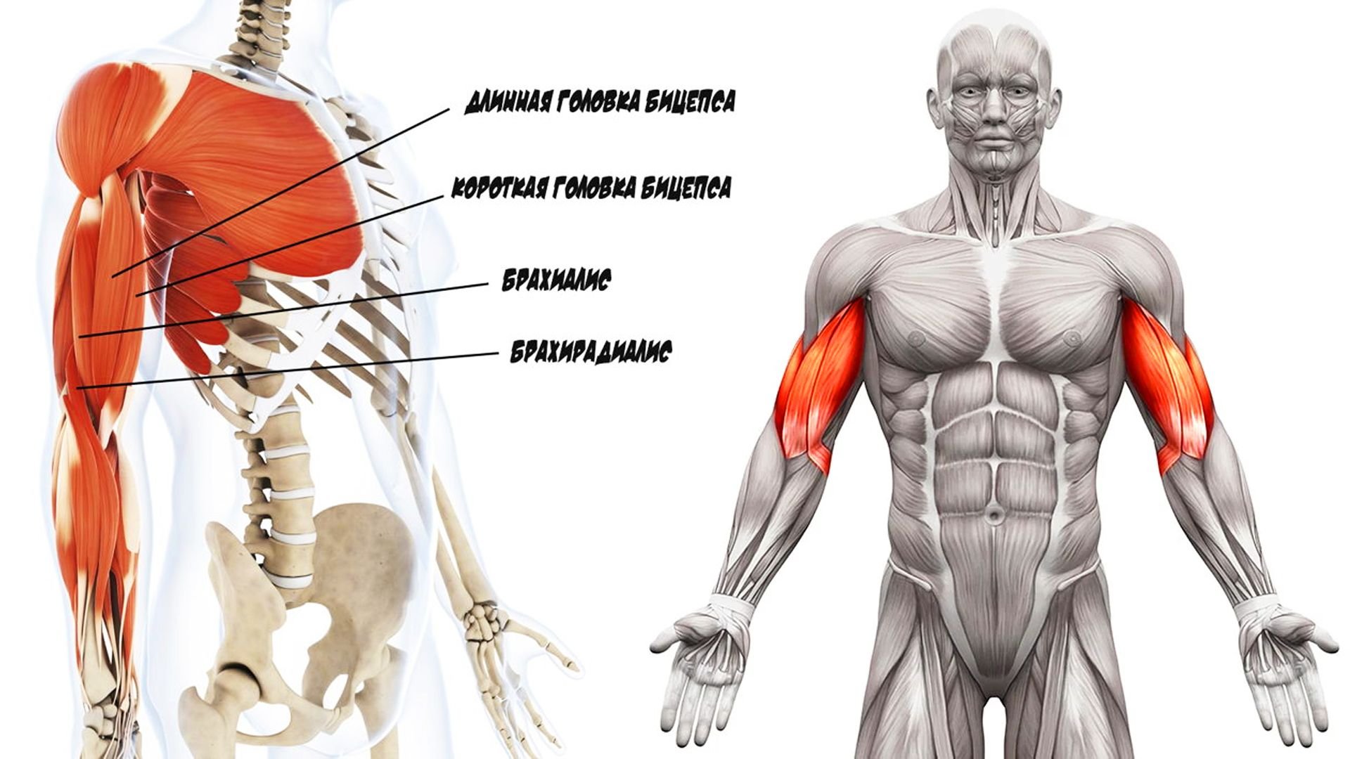 Бицепс строение мышцы