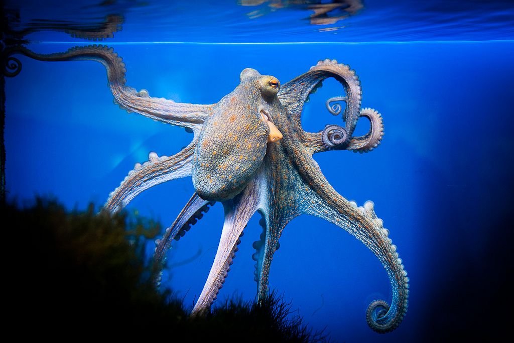 Octopus animal. Головоногие моллюски осьминог. Осьминог Дофлейна гигантский. Синекольчатый осьминог. Головоногие моллюски осьминог обыкновенный.