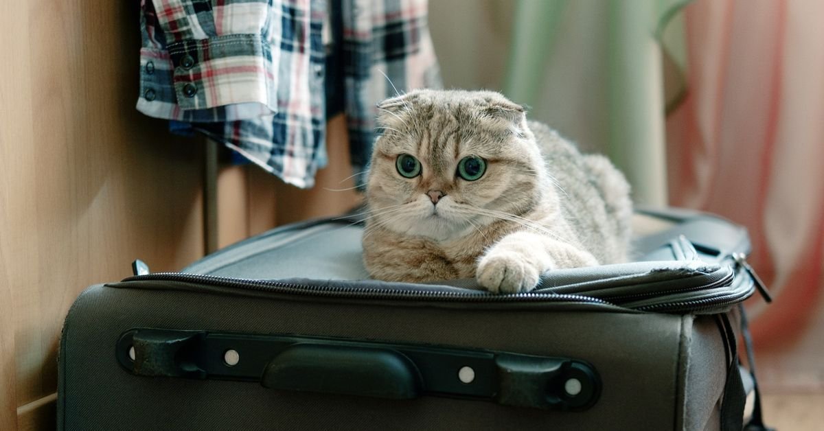 Кот и чемодан картинки