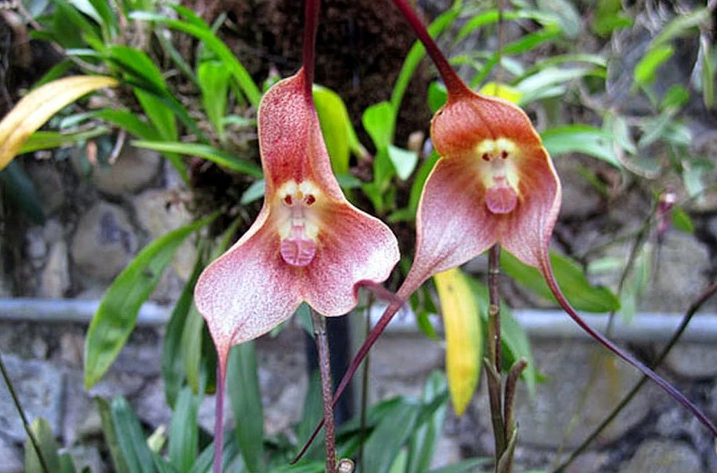 Обезьянья мордочка фото орхидея