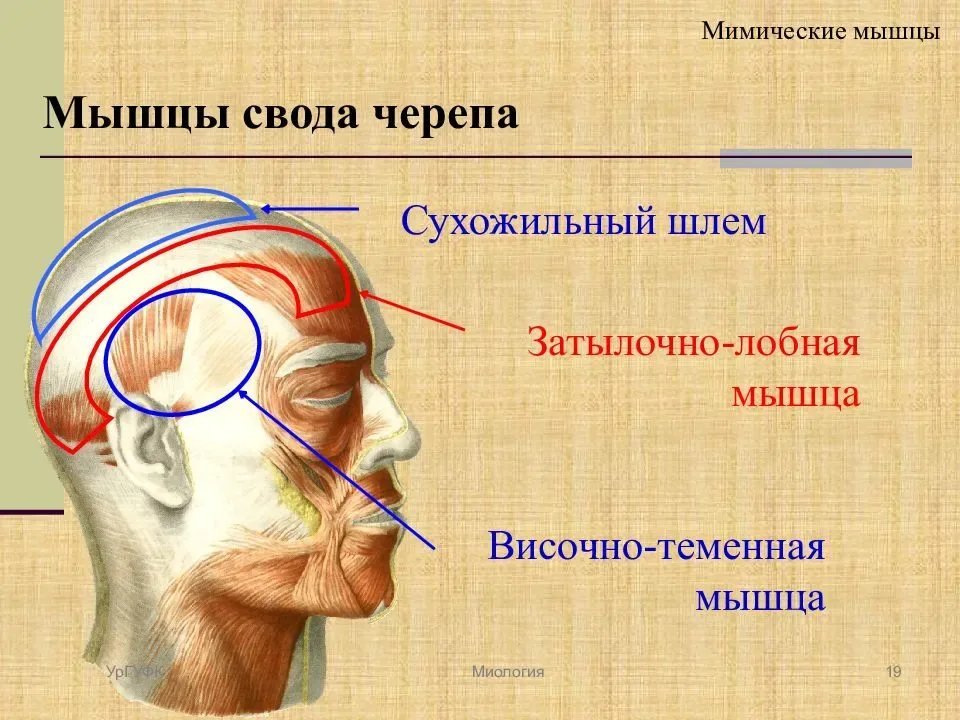 Сухожильный шлем. Мышцы свода черепа анатомия. Надчерепная мышца сухожильный шлем. Функции надчерепной мышцы головы. Надчерепная мышца головы анатомия.