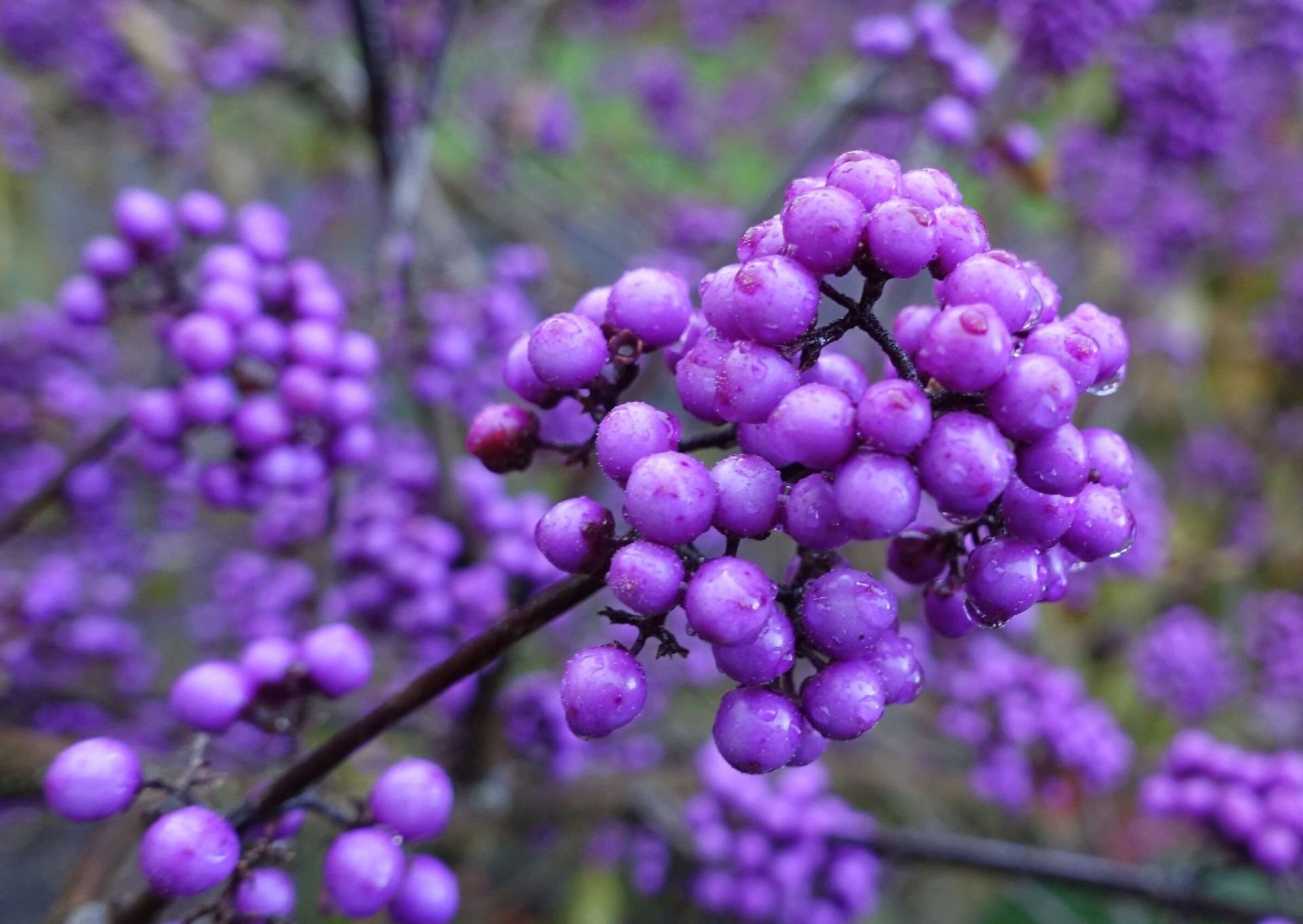 Красивоплодник (Callicarpa)