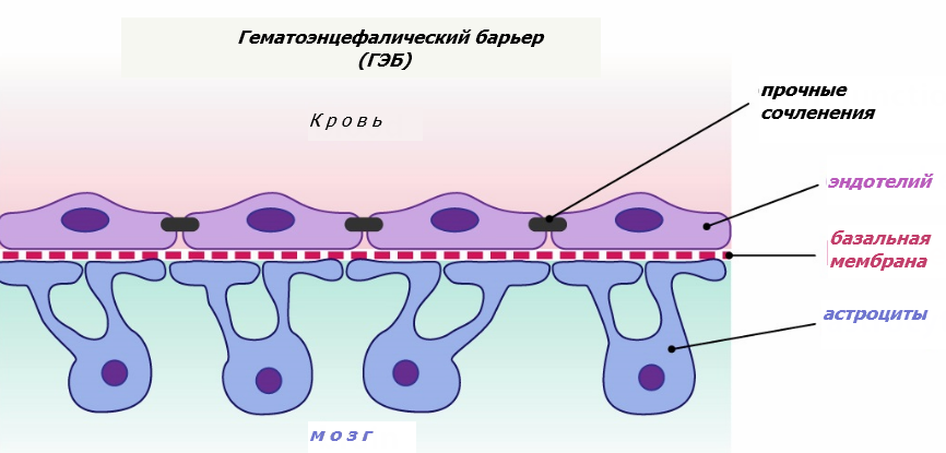 Гематоликворный барьер гистология схема