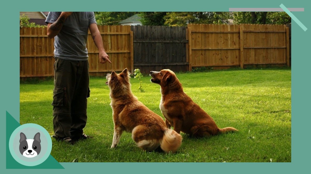 Как научить собаку команде ждать. Собаку дрессируют. Основные команды для собак как научить. Дрессировка собак команды и жесты. Как научить собаку команде ждать.