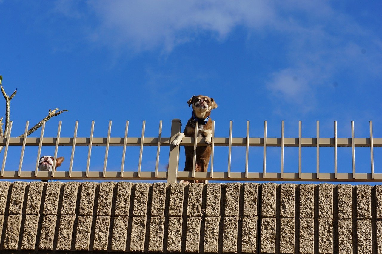 Собачий забор в австралии
