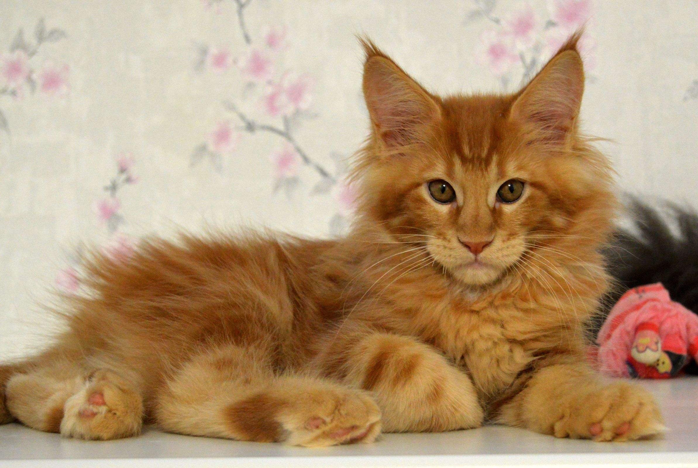 Котята мейн куна. Мейн-кун котенок питомник. Мейн-кун. Мейн-кун. Вислоухие котята мейн куна.