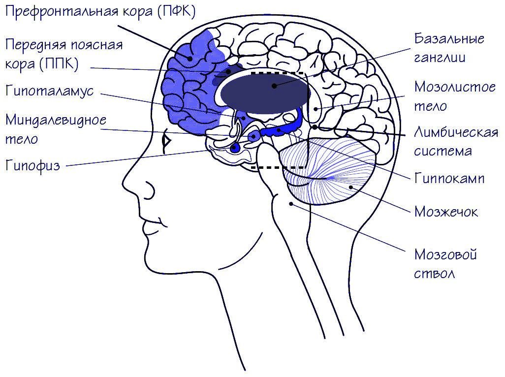 Отделы головного мозга и их функции