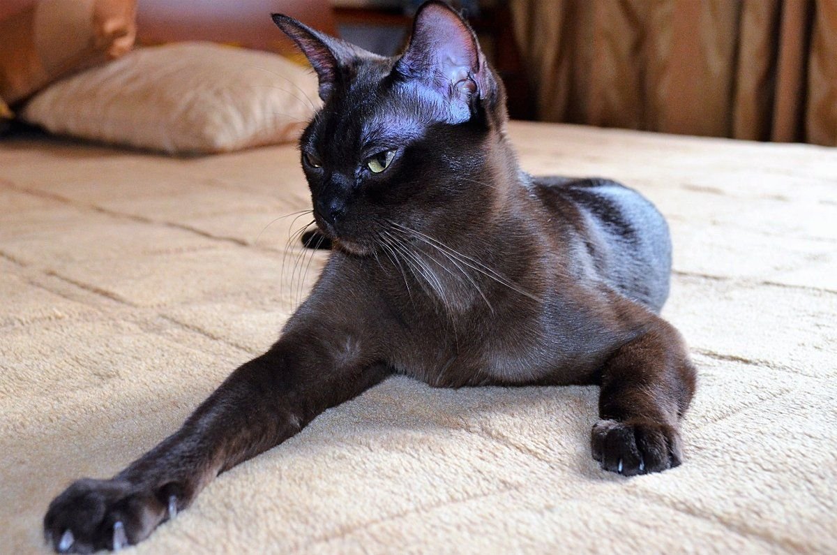 Европейская Бурманская кошка черная
