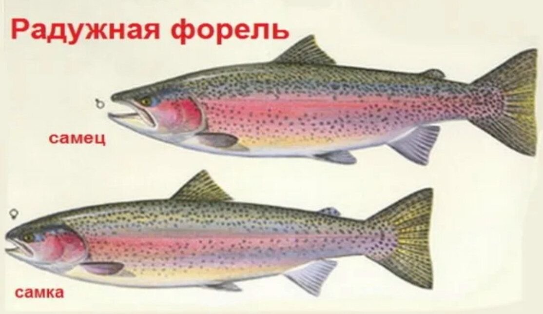 Самка горбуши как отличить от самца. Как отличить форель самку от самца. Форель отличие самки от самца. Форель Радужная самка от самца. Форель отличие самки от самца форели.