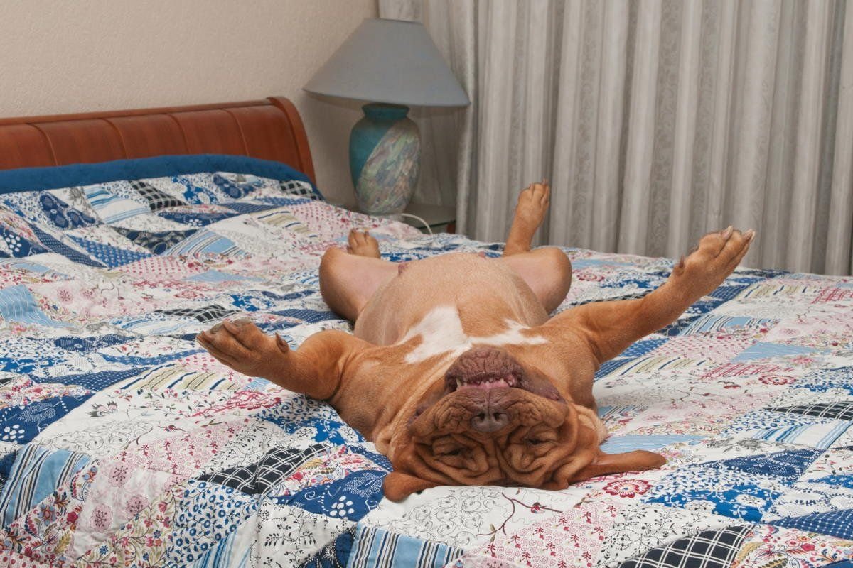 Расслабься любимая. Валяться в постели. Кровать для собаки. Лежит на кровати.