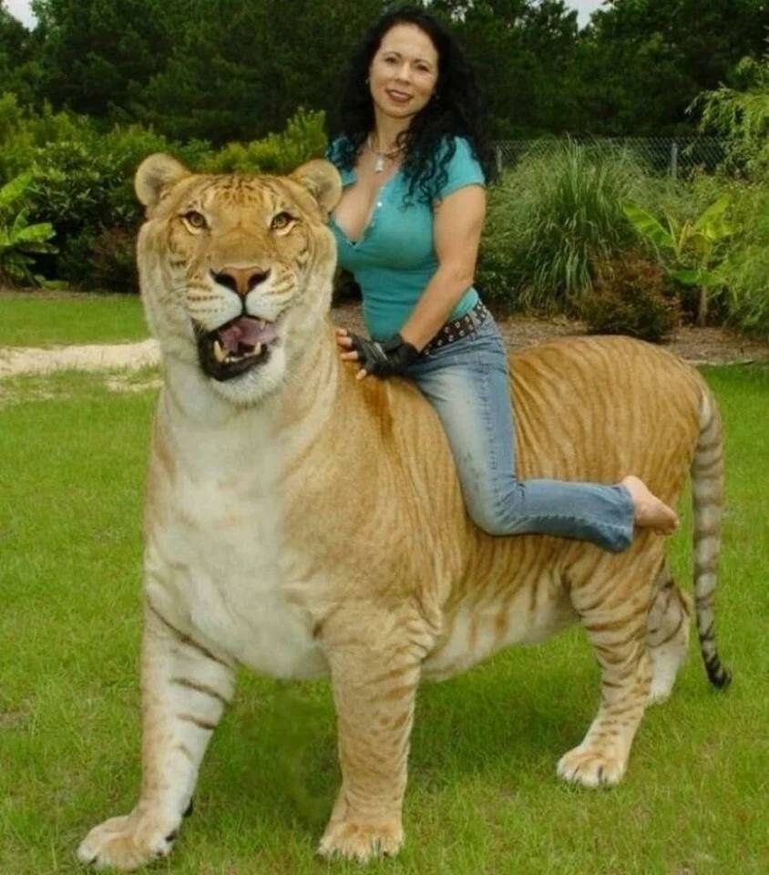 Самая большая разновидность. Лигр Геркулес самый большой кот в мире. Лигр Геркулес самый большой тигр вес. Лигр гибрид Льва и тигра. Тигролев Геркулес.