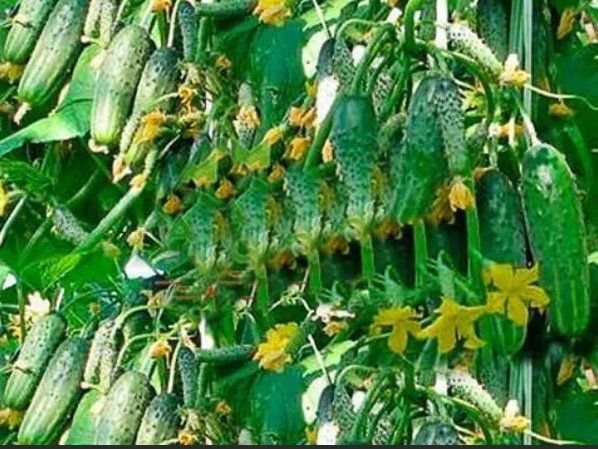 Семена огурцов симбирская гирлянда. Огурец сибирская гирлянда f1 уральский дачник. Огурец сибирская гирлянда f1. Огурцы гирлянда ф1. Семена огурец сибирская гирлянда f1.