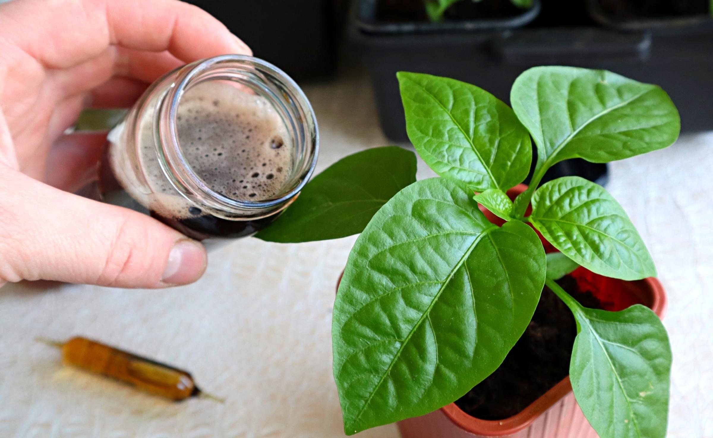 Полив овощей. Можно ли перец поливать дрожжами. Можно ли перец поливать дрожжами. Подкормка перца. Можно ли перец поливать дрожжами.