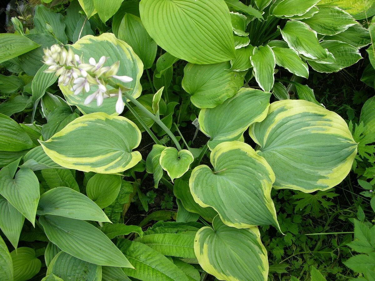 Какая хоста. Хоста подорожниковая. Хоста Hosta elata. Хоста Honeybells. Хоста подорожниковая цветение.