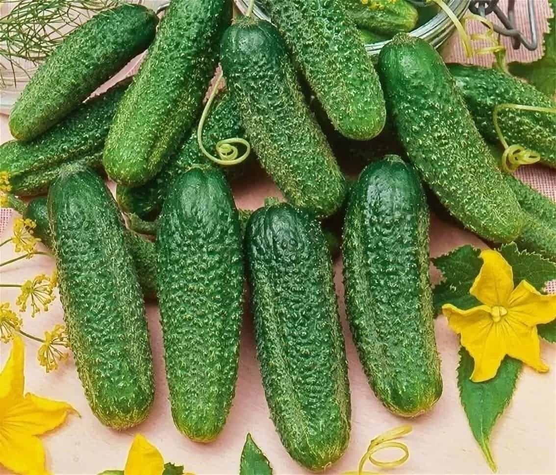 семена огурец сибирская гирлянда f1. огурец корнишон сибирская гирлянда f1. семена гирлянда огурец. с054. семена огурец сибирская гирлянда уд.