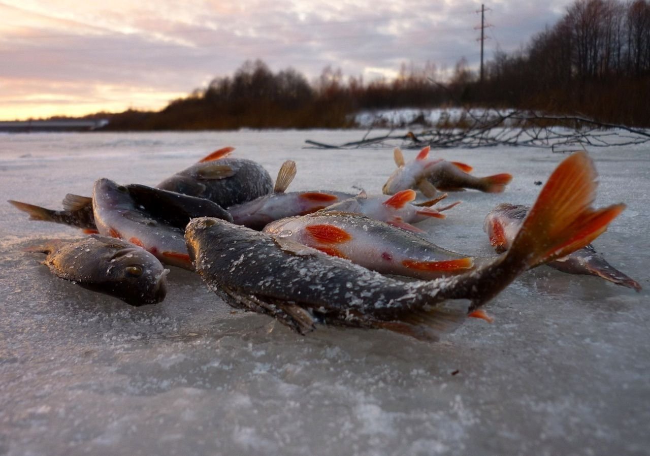 Лов рыбы на реке. Зимняя рыбалка. Рыбы зимой. Рыба на льду. Рыбалка на льду.