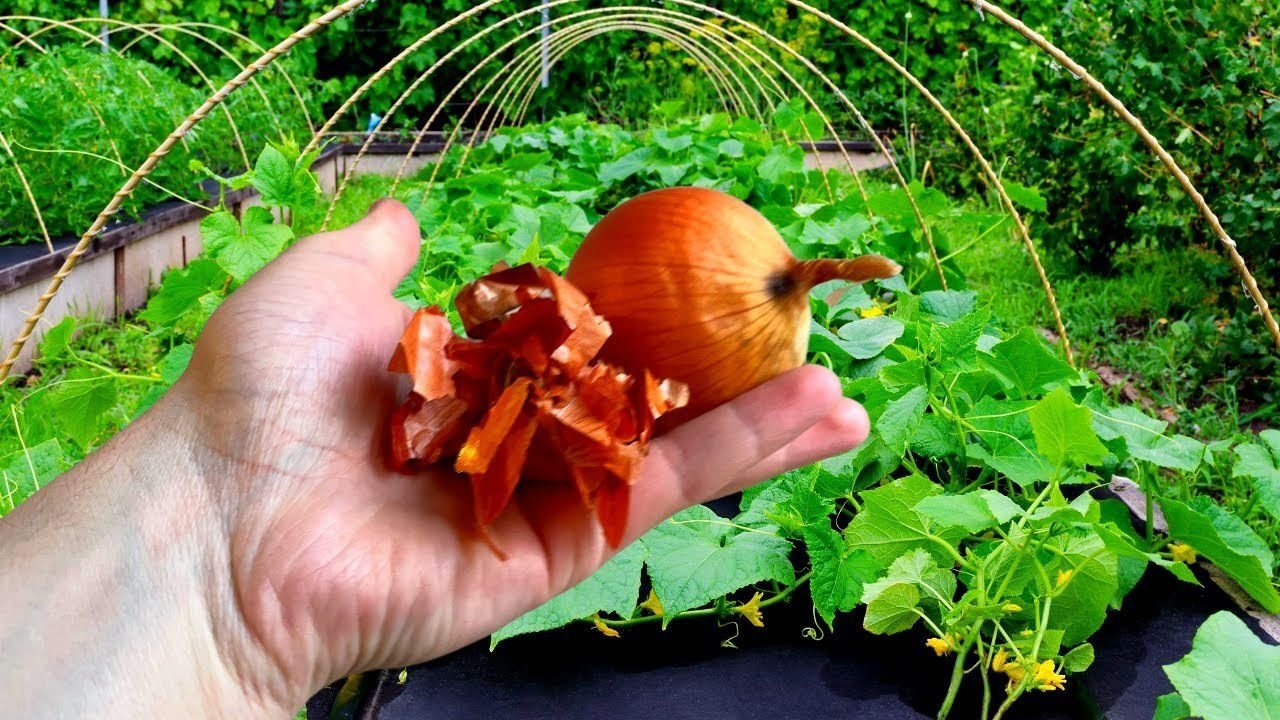 луковая шелуха. луковый настой. подкормка луковой шелухой. луковый настой для растений. луковая шелуха удобрение.