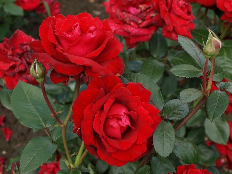 Фото и описание розы софи лорен фото