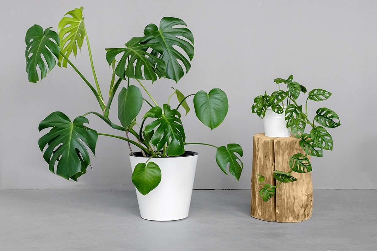 Монстера Делициоза (Monstera deliciosa)