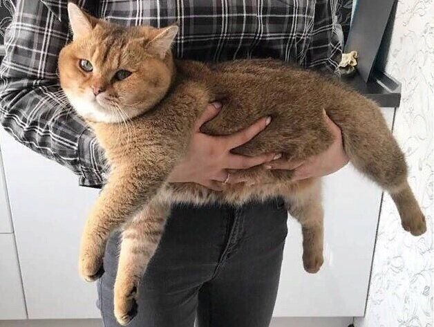 Как правильно и как неправильно держать кошку на руках | НОС, ХВОСТ ...