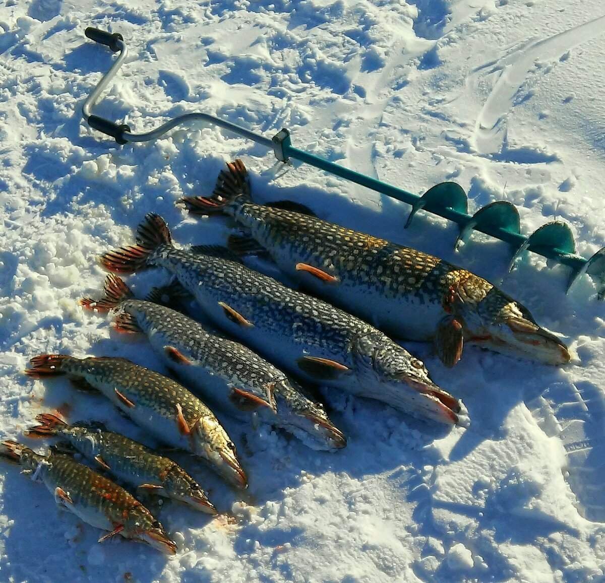 Фото с щукой на рыбалке