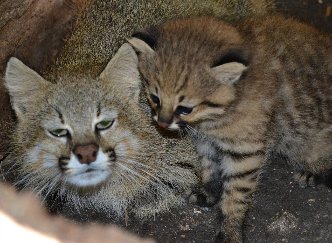 Пампасская кошка Аргентина