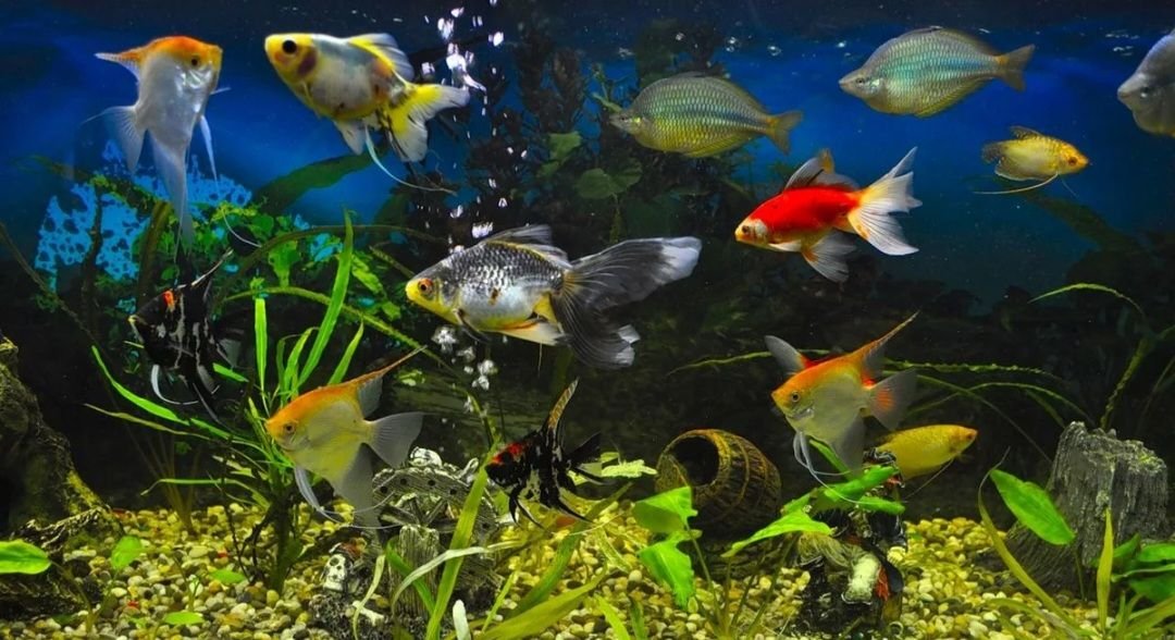 Мир аквариумных рыбок. Рыбки для аквариума. Красивые рыбки для аквариума. Подводный мир аквариум. Красивый аквариум с рыбками и растениями.