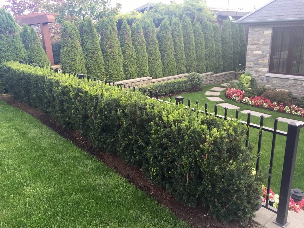 идеи для дачного участка. посадить соседа. сосед за забором. кусты на косогоре перед соснами осень. сосны на участке.