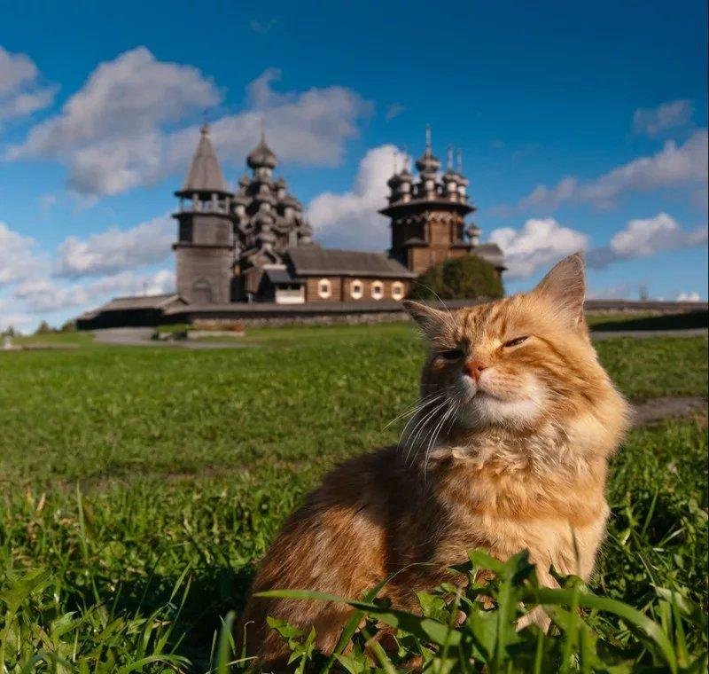 Кошки на руси картинки