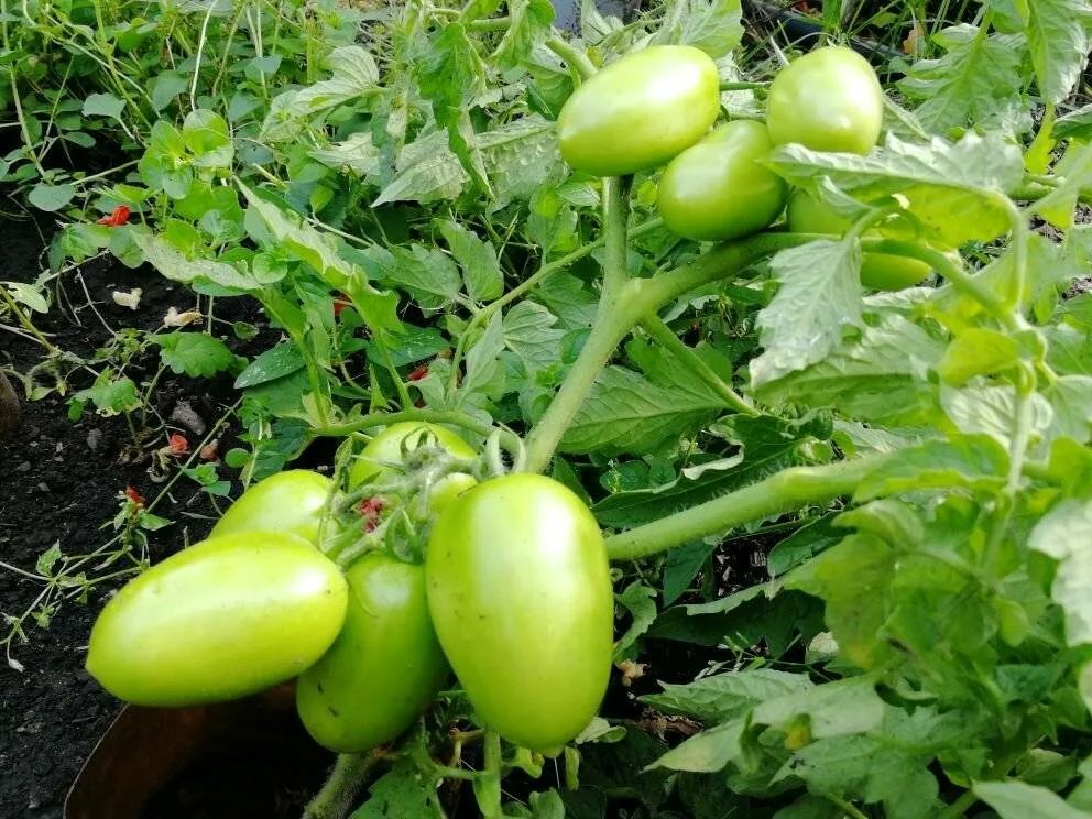 Сорт томатов чудо лентяйки. Томаты лентяй описание сорта. Томат лентяйка. Томат чудо лентяя уральский дачник. Сорт помидор чудо лентяя.