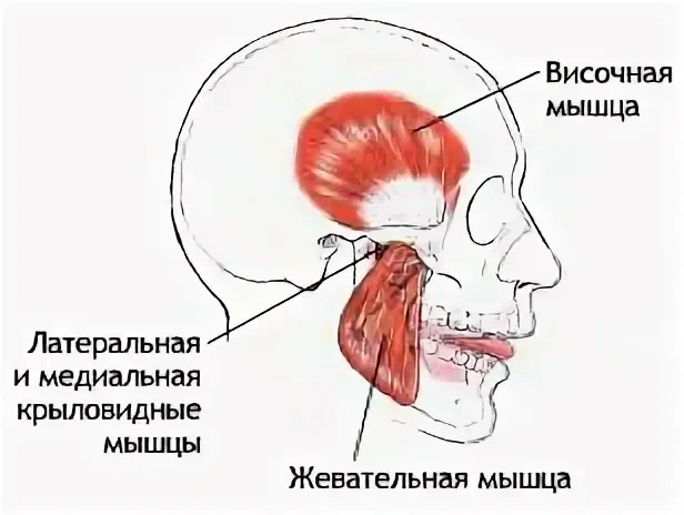 Жевательные мышцы лица анатомия в картинках