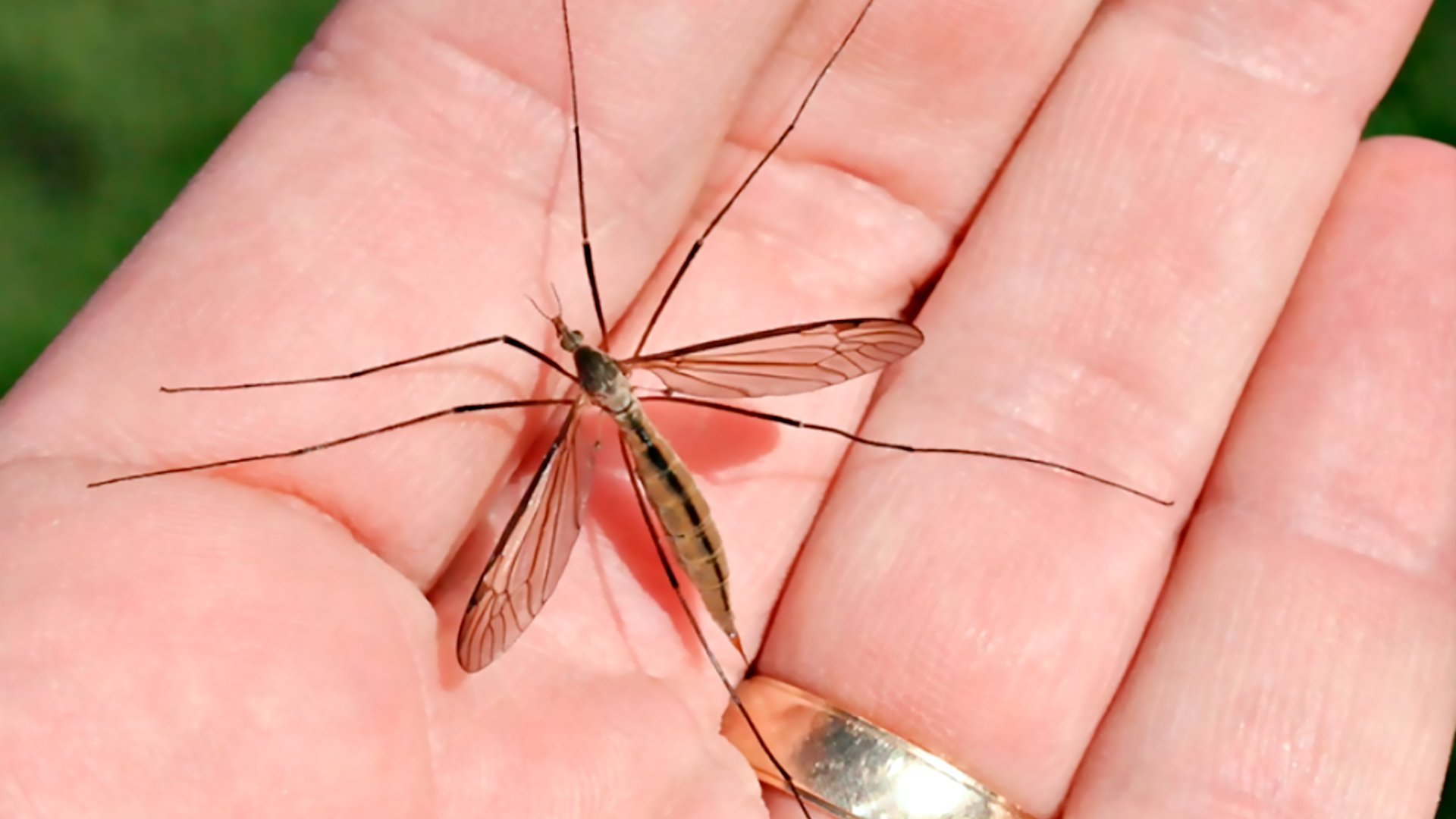 Большое насекомое похожее. Малярийный комар долгоножка. Комар гигант - долгоножка. Муха долгоножка. Комар долгоножка Болотная.