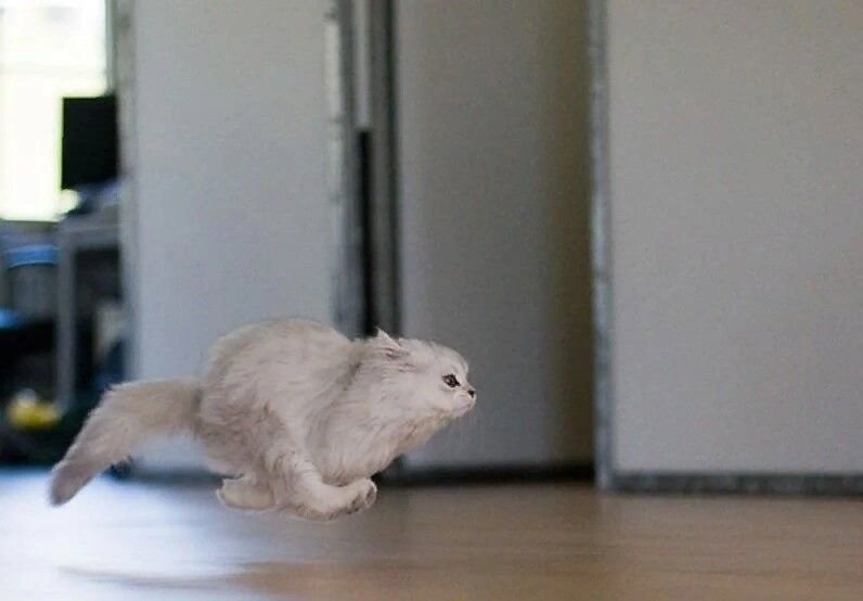 Кошка в квартире. Почему нельзя дергать кота за хвост. Смешной кот бежит. Кот бесится. Почему кот носится по дому.