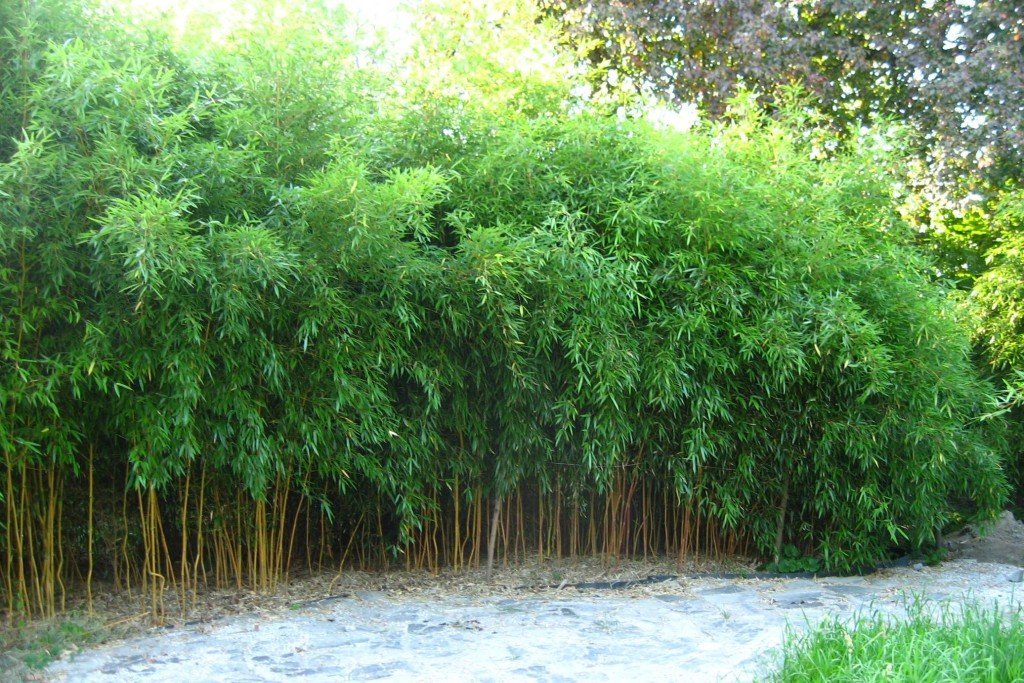 Бамбук на огороде фото