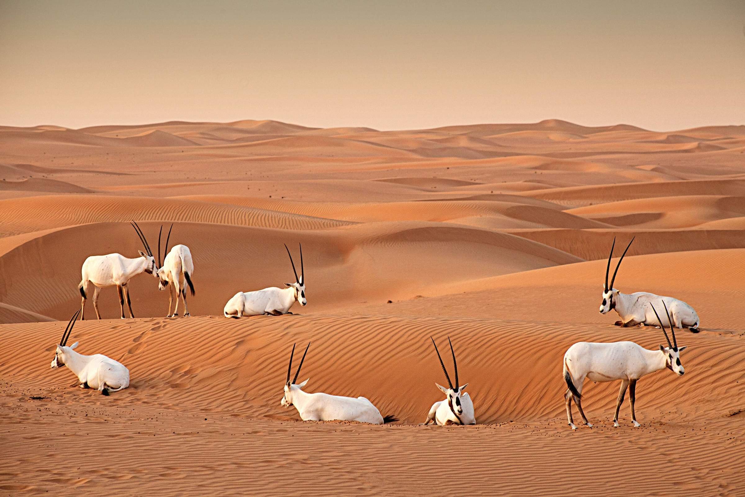 Белый город в пустыне. Дубайский пустынный заповедник Dubai Desert Conservation Reserve. Аравийский Орикс. Al Marmoom пустыня. Al Marmoom Desert Conservation.