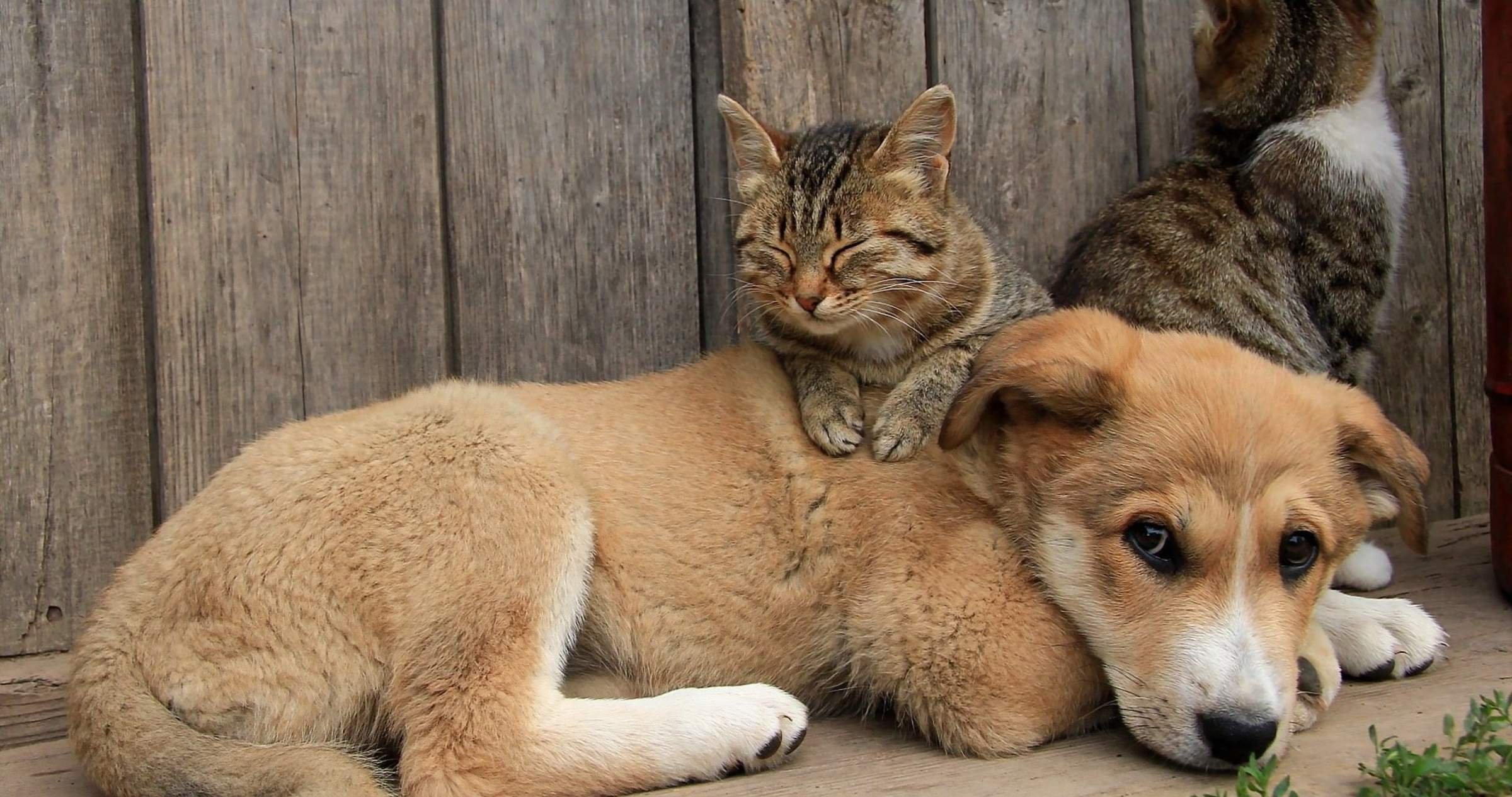 Dog and cat playing. Кошки и собаки. Бездомные животные. Трогательные животные. День домашних животных.