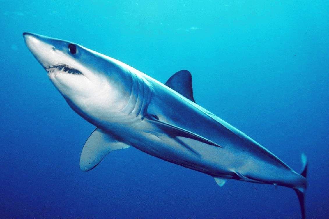 Мако акула опасна для человека. Акула мако. Серо голубая акула мако. Isurus oxyrinchus акула мако. Акула-мако (серо-голубая акула).