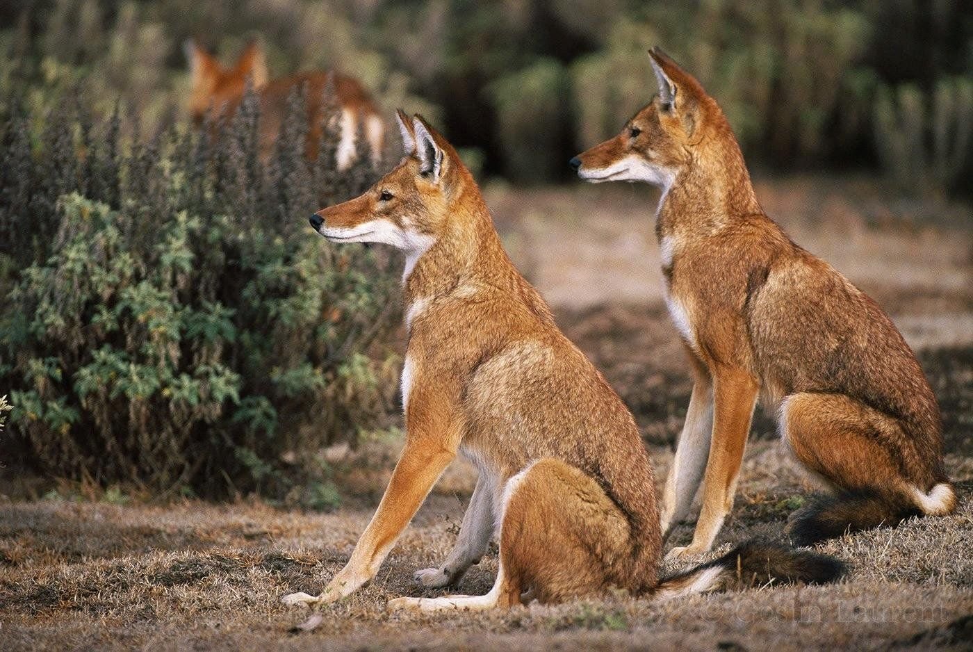 Эфиопский Шакал (canis simensis)