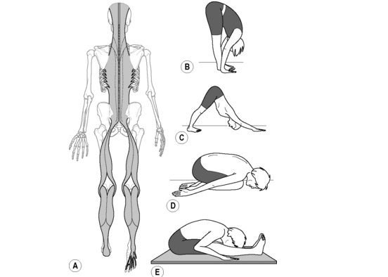 Миофасциальные цепи схема