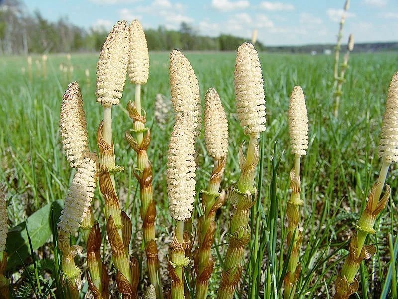 Пистики это. Пестики хвоща полевого. Хвощ полевой (Equisetum arvense). Хвощ полевой Equisetum arvense l.. Xvosh Polevoy.