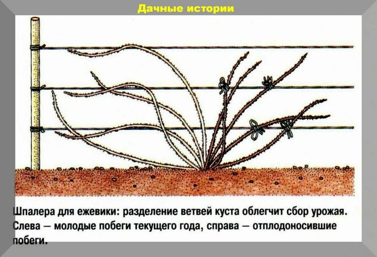 Ежевичное дерево фото размножение посадка и уход