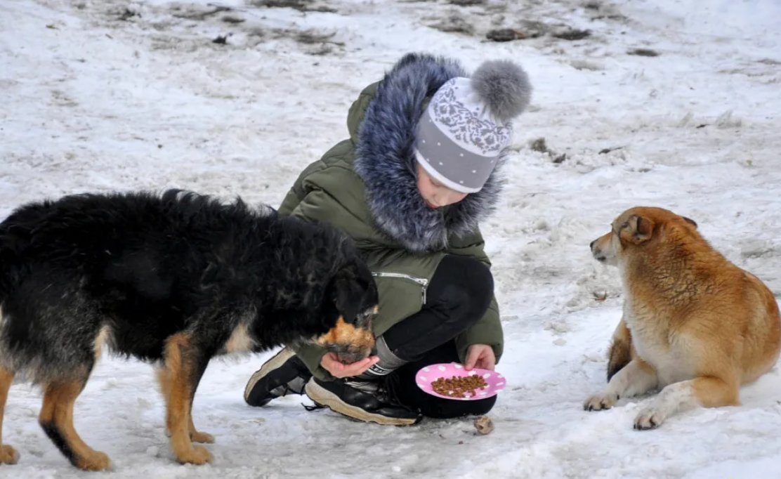 Кормим животных картинки