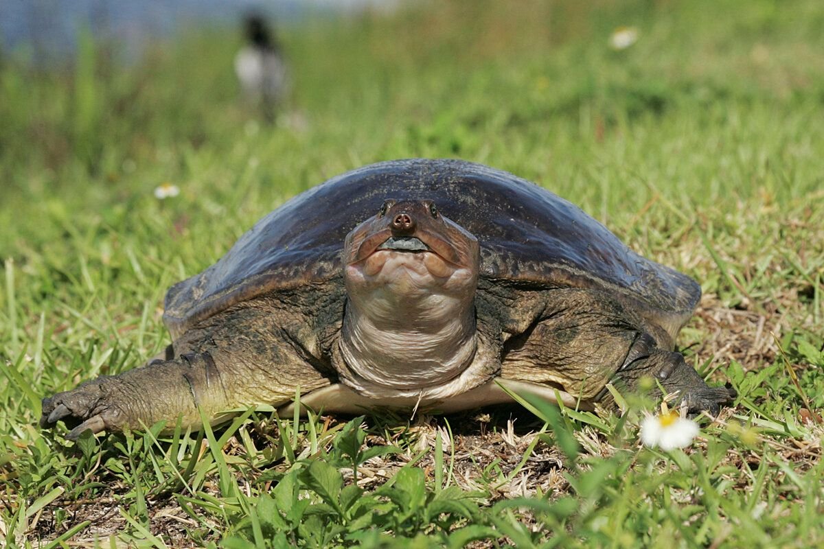 Черепаха переворачивается. Трионикс черепаха. Злой трионикс черепаха. Softshell Turtle. Трионикс камень.