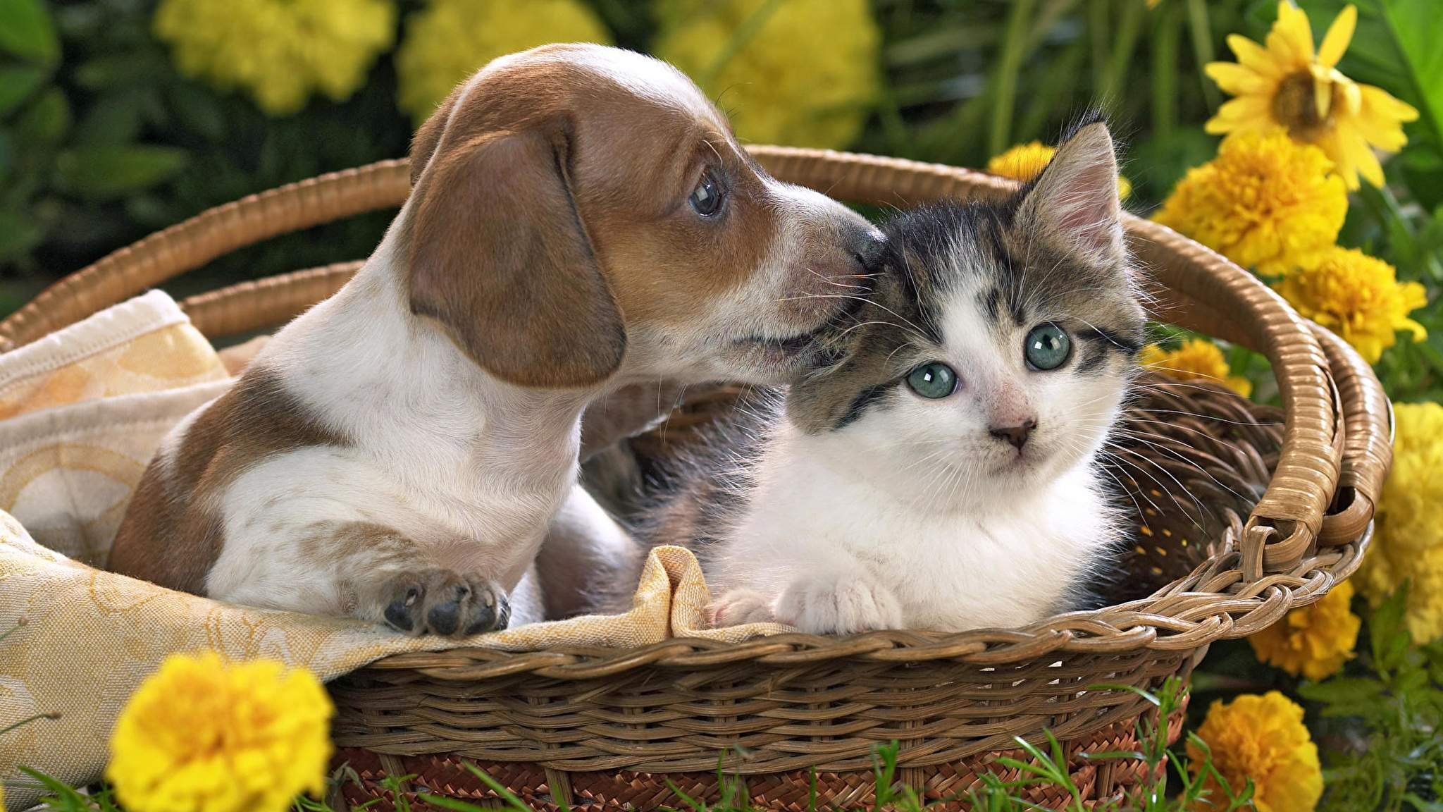 Кошечки собачки урожай. Щенок и котенок. Милые домашние животные. Милые собачки и кошечки. Картинки на рабочий стол животные.